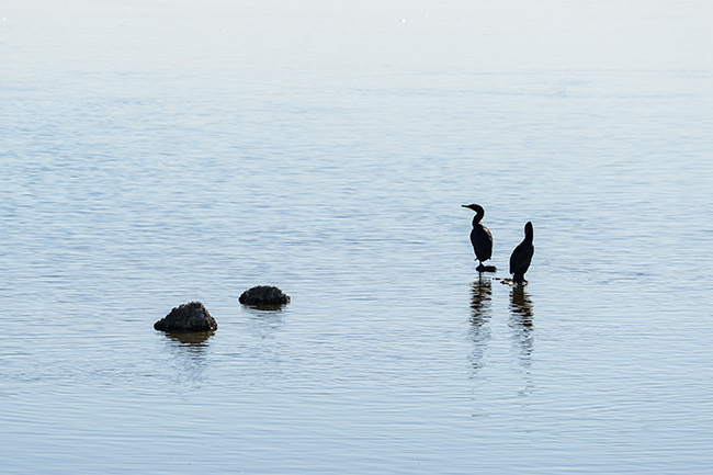 Malibu bird