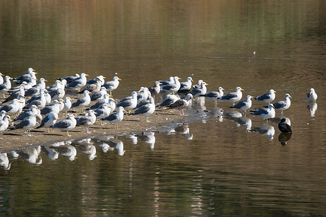 Malibu bird