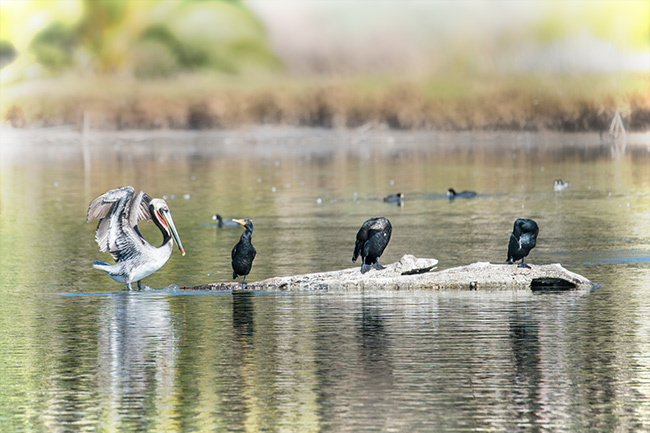 Malibu bird