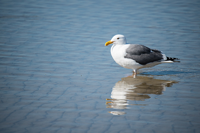 Malibu bird