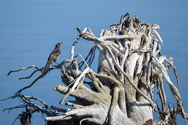 Malibu bird