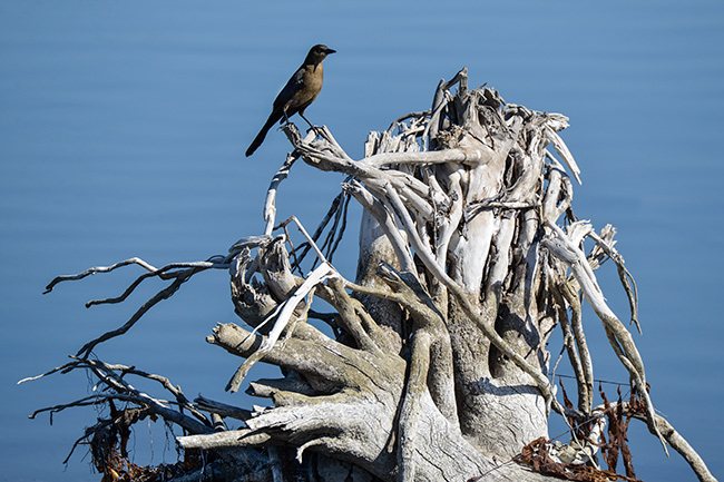 Malibu bird