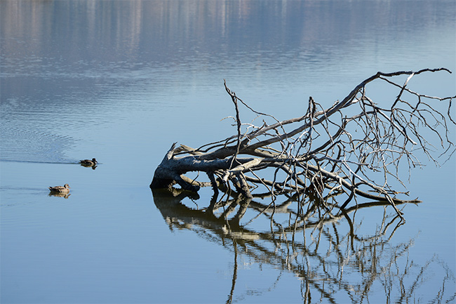 Malibu bird