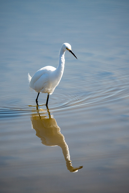 Malibu bird