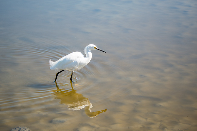 Malibu bird