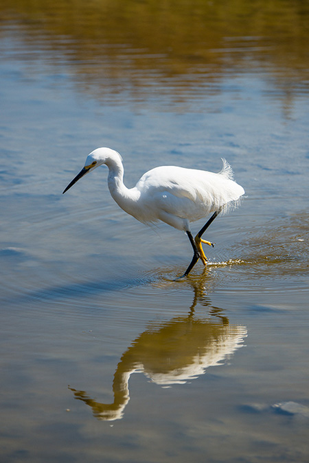 Malibu bird