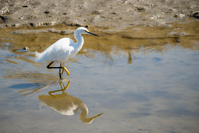 Malibu bird