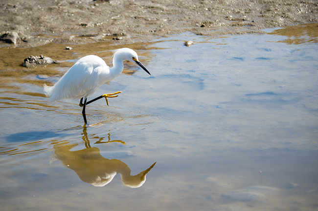 Malibu bird