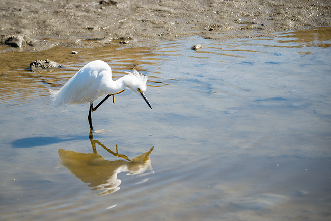 Malibu bird