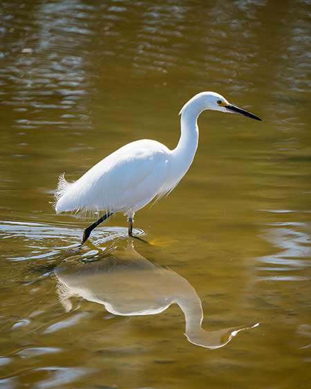 Malibu bird