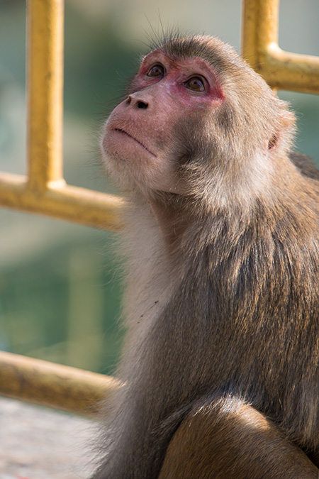 Nepal