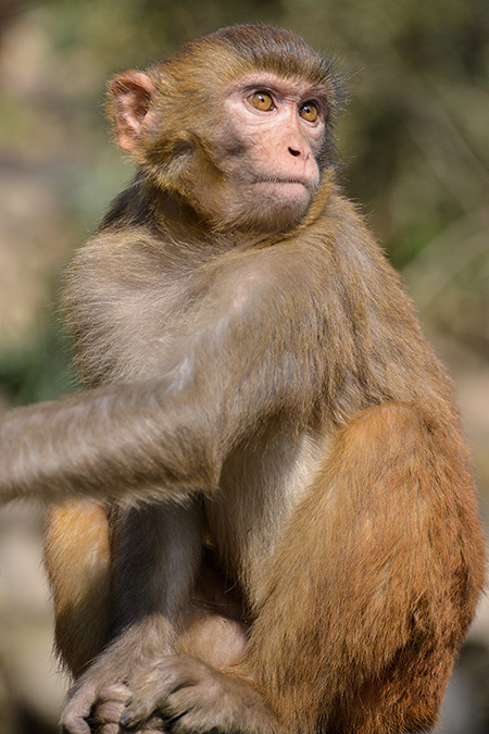 Nepal