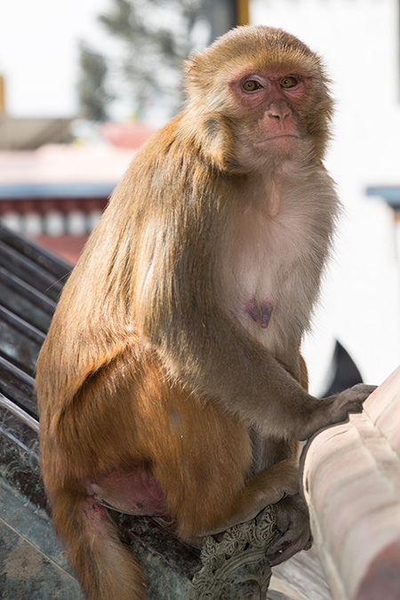 Nepal