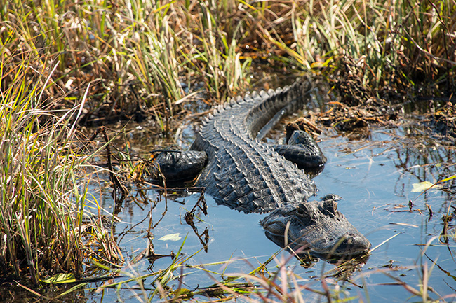 Swamp, Flordia