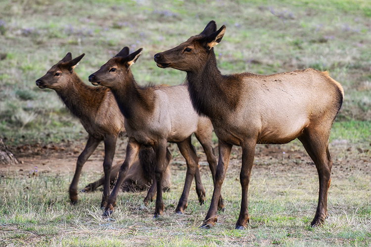 Best photo of wildlife