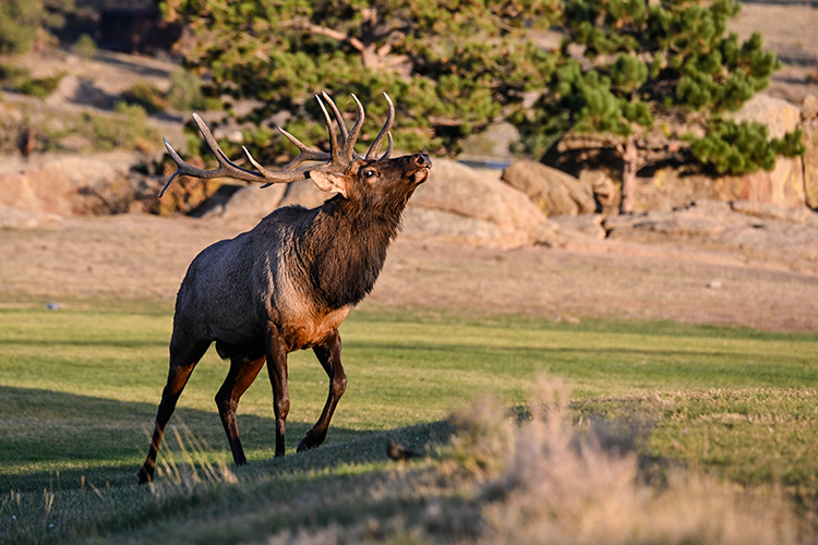 Best photo of wildlife