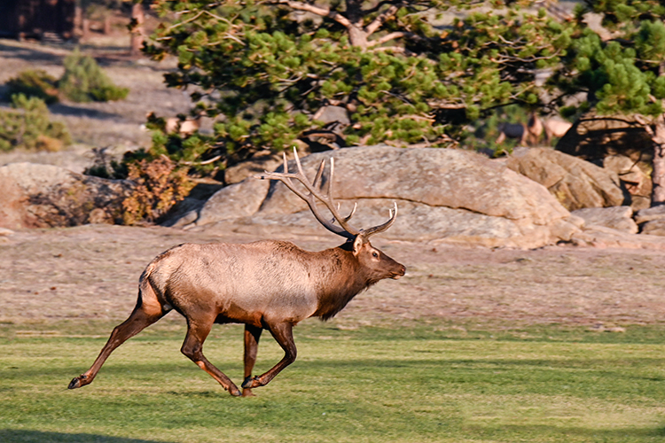 Best photo of wildlife