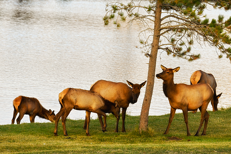 Best photo of wildlife