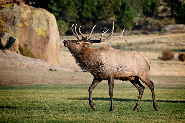 Best photo of wildlife