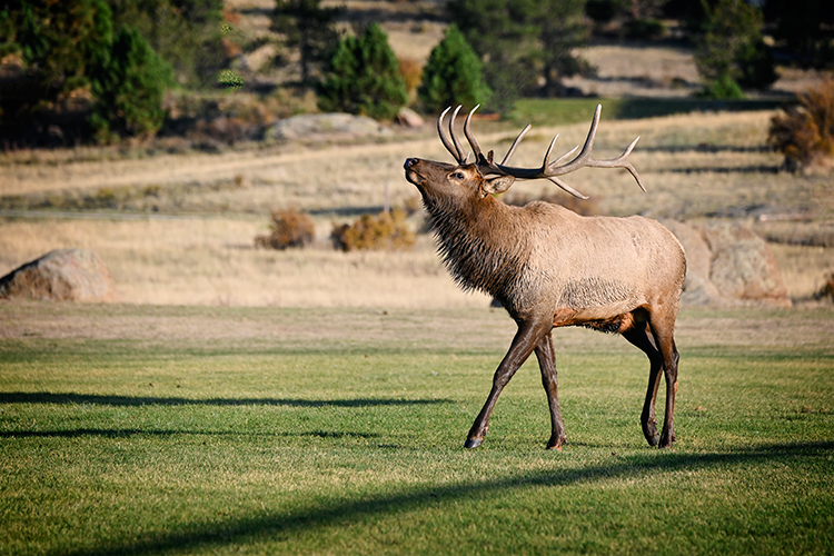 Best photo of wildlife