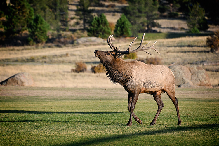 Best photo of wildlife