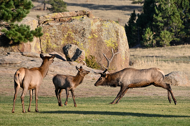 Best photo of wildlife