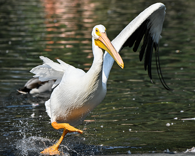 Best photo of wildlife