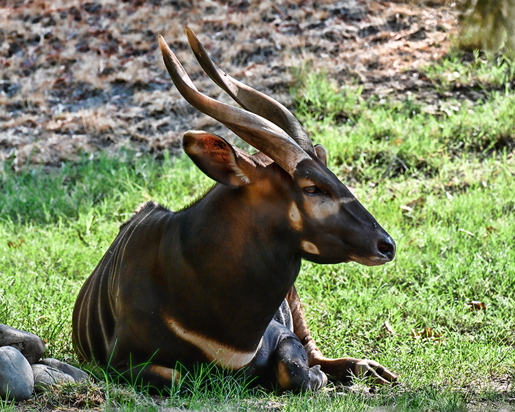 Best photo of wildlife