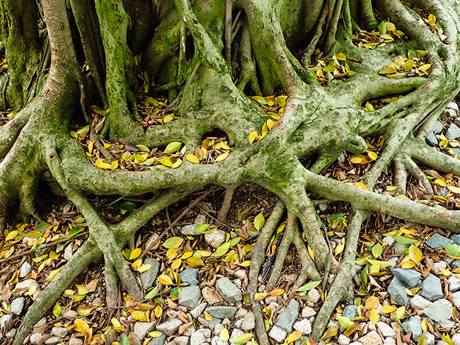 Hong Kong tree