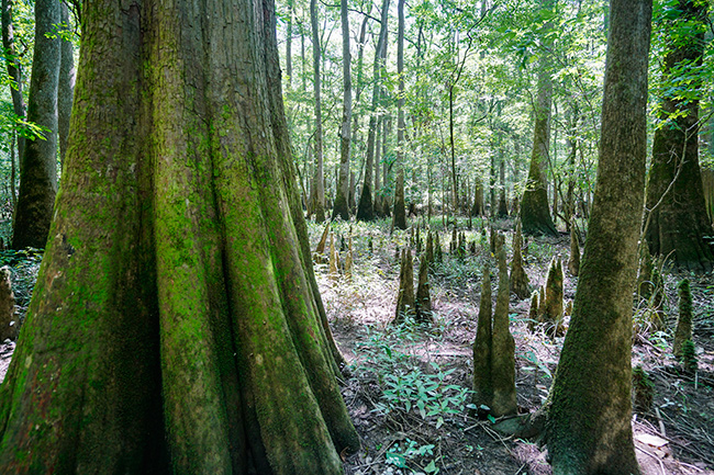 Photo of North Carolina and South Carolina