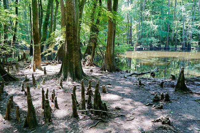 Photo of North Carolina and South Carolina