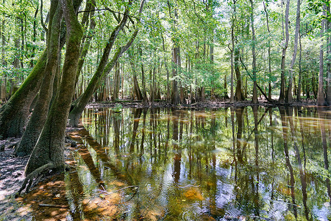 Photo of North Carolina and South Carolina