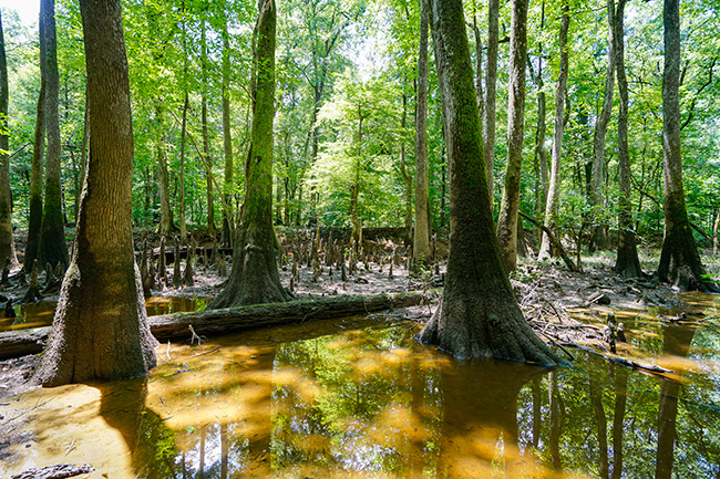 Photo of North Carolina and South Carolina