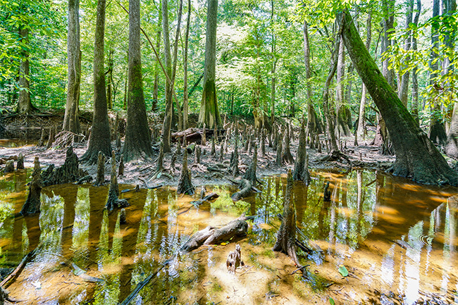 Photo of North Carolina and South Carolina