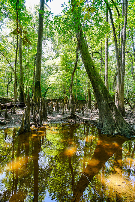 Photo of North Carolina and South Carolina