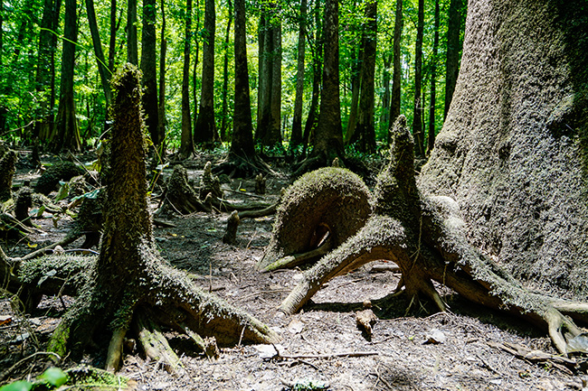 Photo of North Carolina and South Carolina