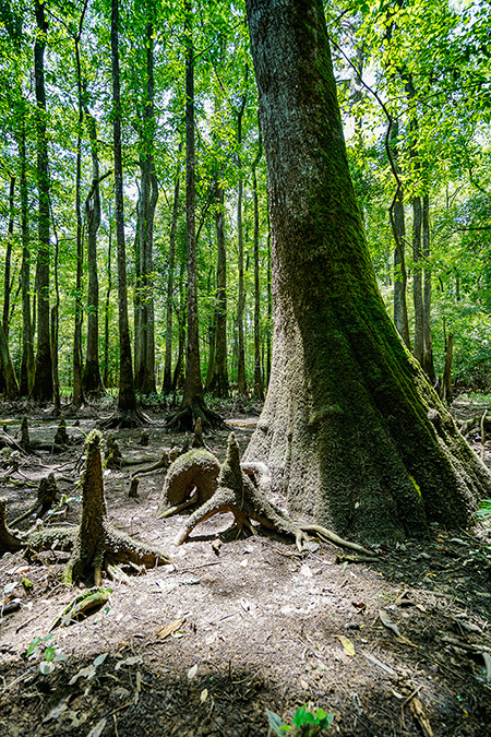 Photo of North Carolina and South Carolina