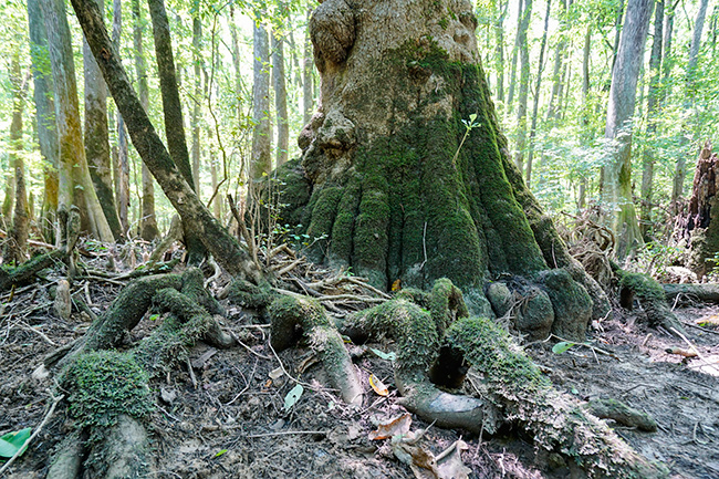 Photo of North Carolina and South Carolina