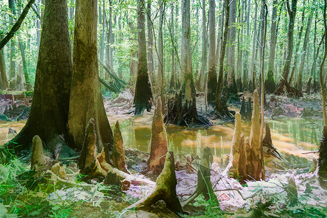 Photo of North Carolina and South Carolina