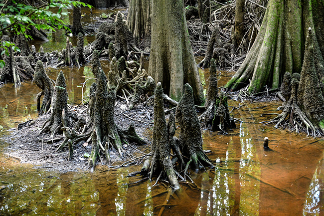 Photo of North Carolina and South Carolina