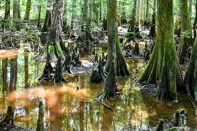 Photo of North Carolina and South Carolina