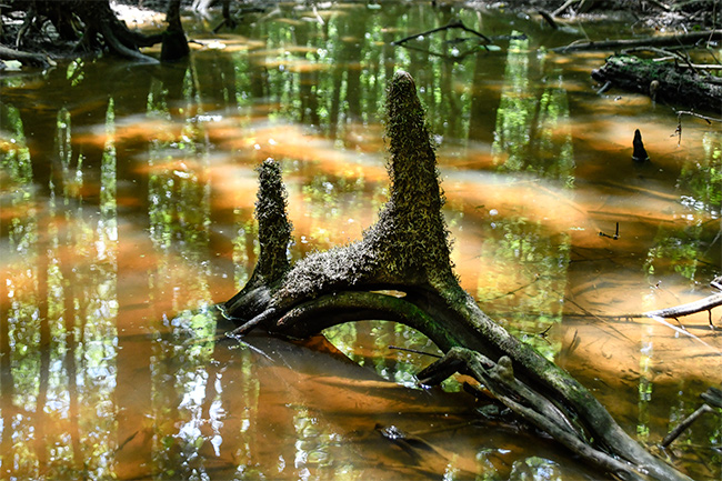 Photo of North Carolina and South Carolina