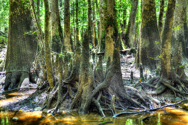 Photo of North Carolina and South Carolina