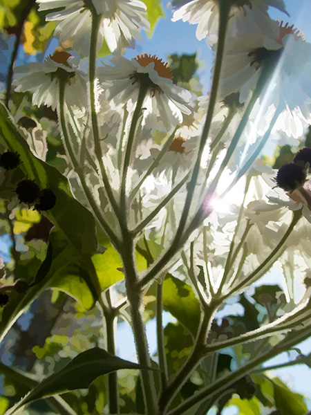 Photo of plants