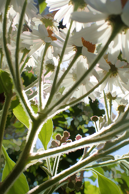 Photo of plants