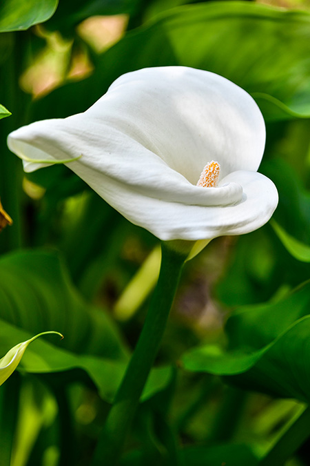 Photo of plants