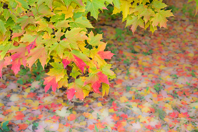 Foliage