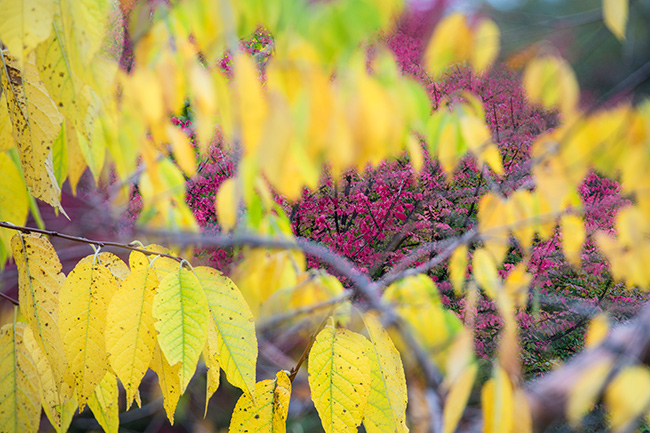 Foliage