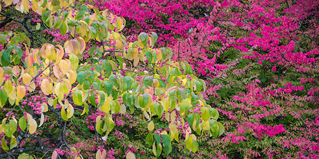 Foliage