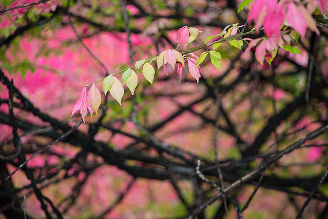 Foliage